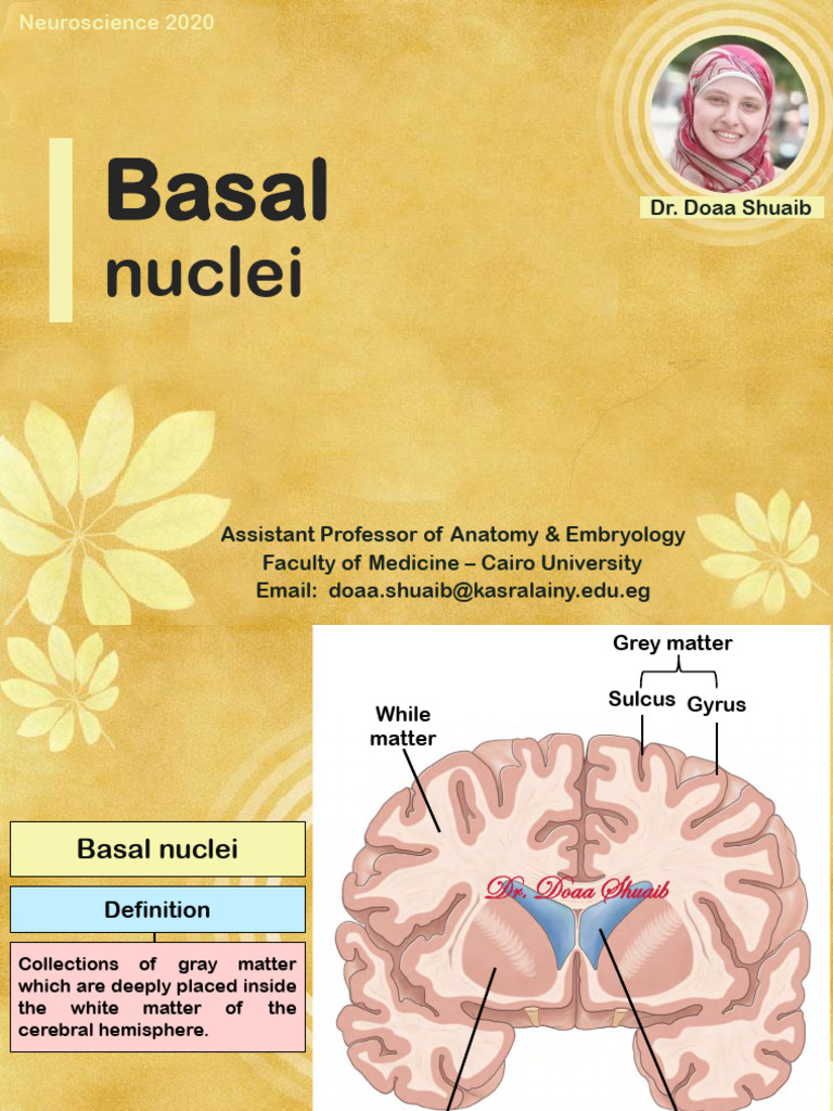 Basal Ganglia - Doaa 2020 | PDF | Basal Ganglia | Cerebrum