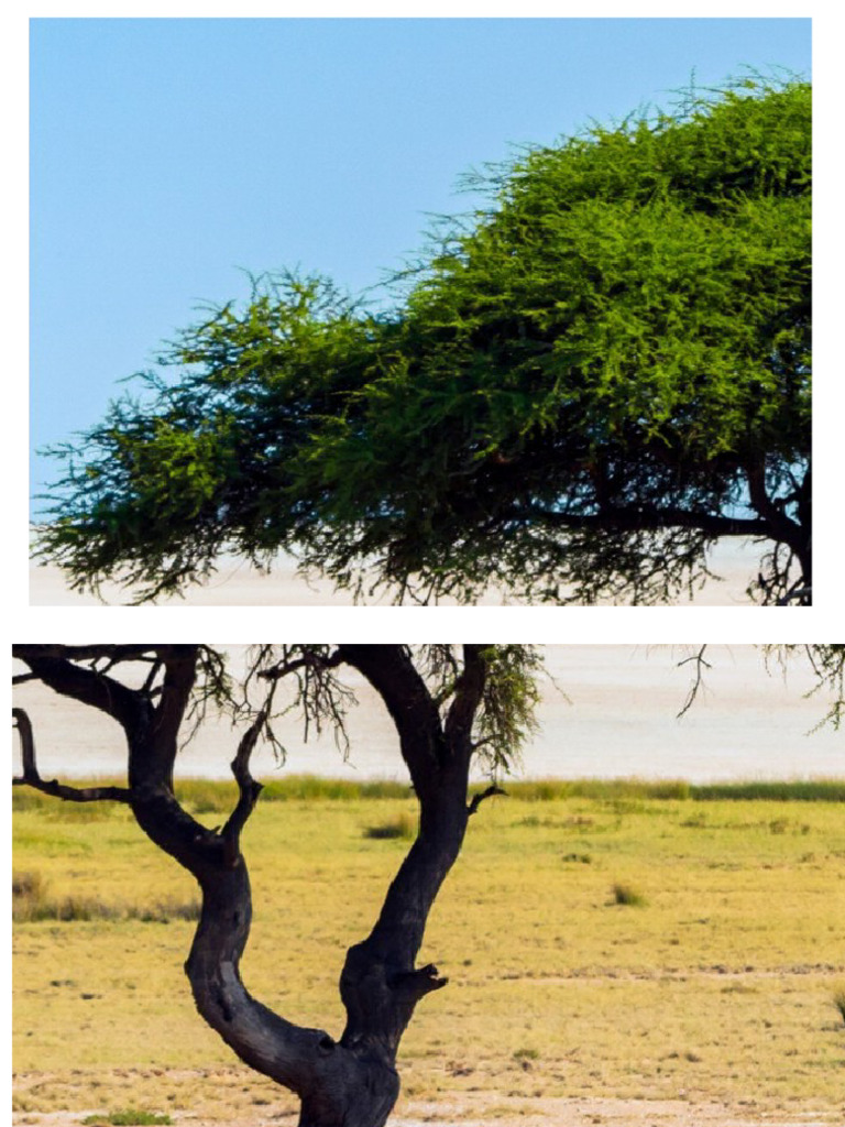 Arbol Sabana | PDF