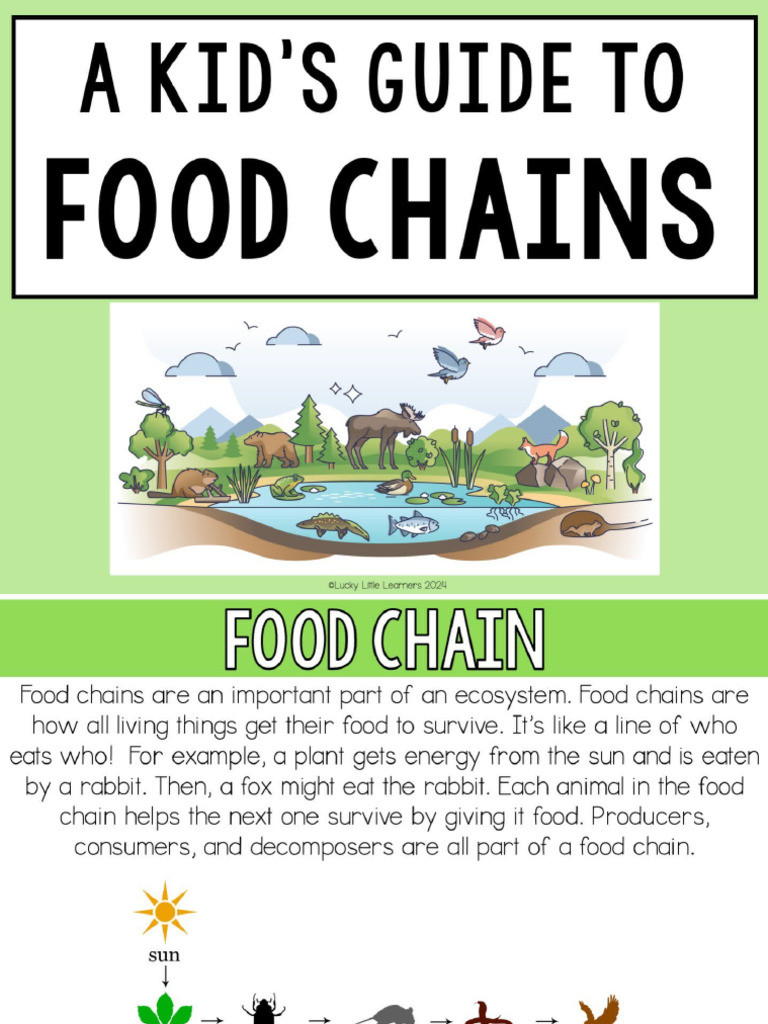 +Food+Chains+ +Teaching+Slides+ +powerpoint | PDF
