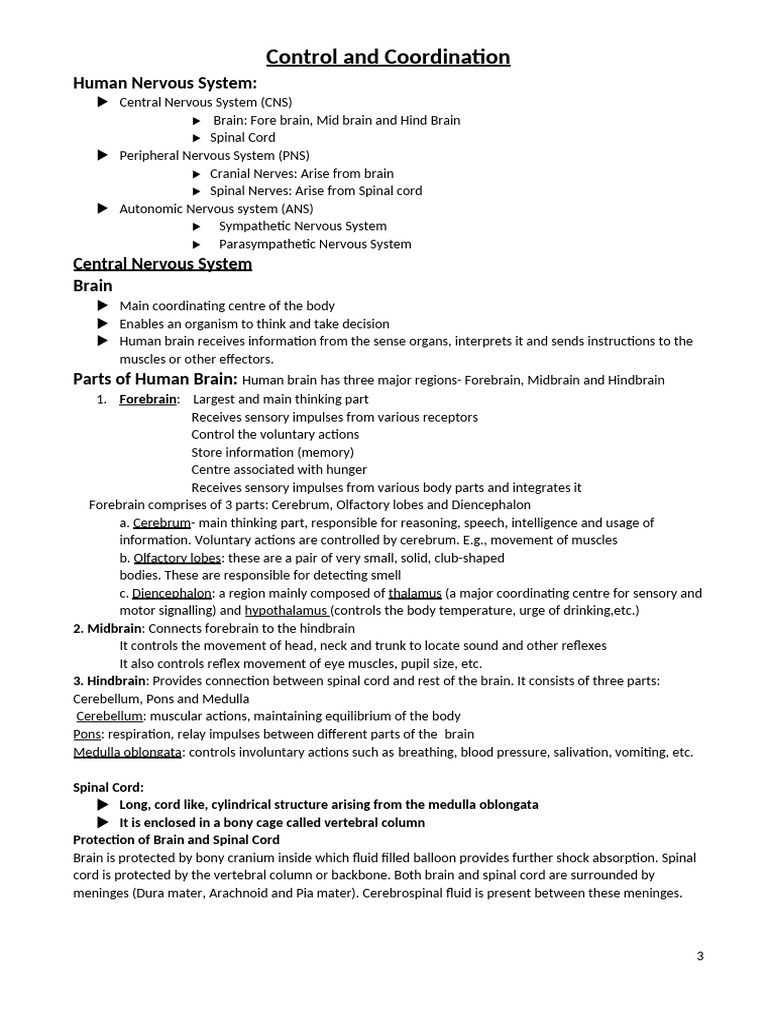 Control and Coordination Notes2 | PDF | Central Nervous System | Brain