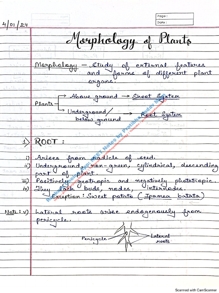 Ch5 Morphology of Flowering Plants 42538061 2025 09-26-21 41 | PDF