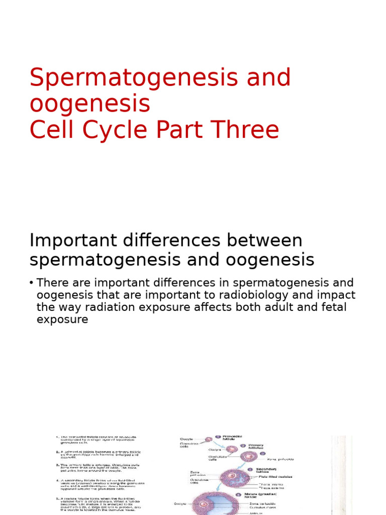Cell Cycle Part Three Oogenesis and Spermatogenesis | PDF | Meiosis ...