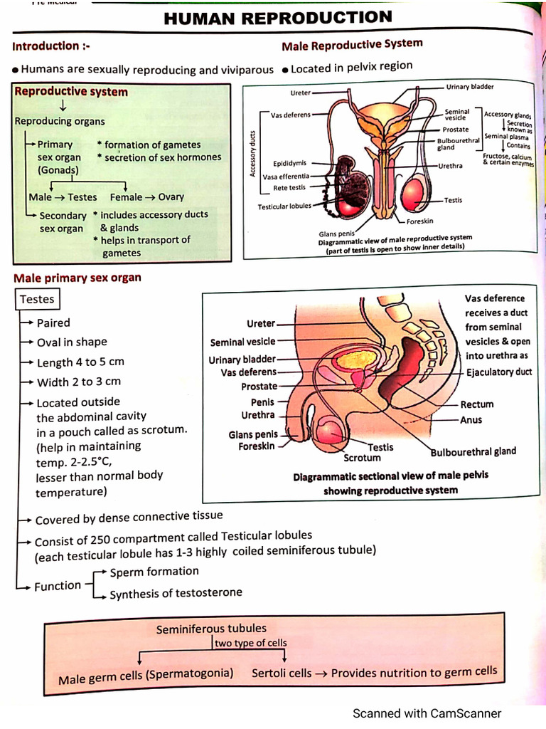 Human Reproduction Fast Track | PDF