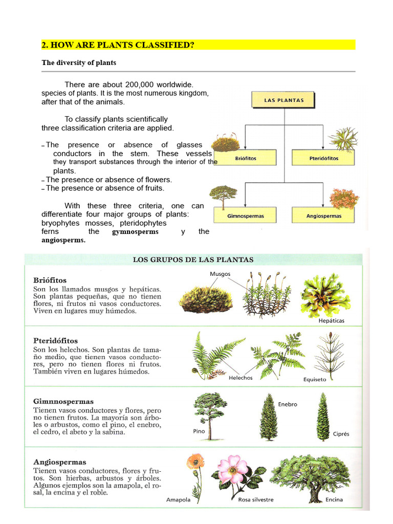 Plant Classification Overview | PDF