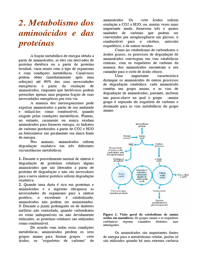 Catabolismo de Aminoácidos e Energia | PDF | Aminoácido | Metabolismo