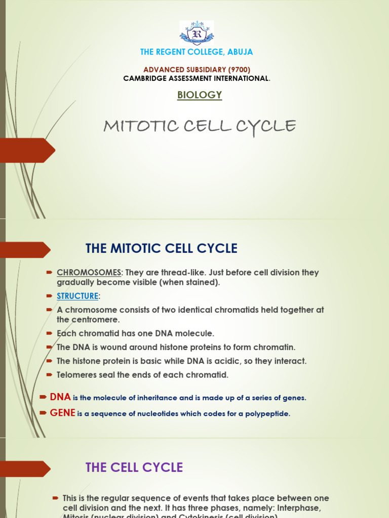 Understanding the Mitotic Cell Cycle | PDF | Mitosis | Chromosome