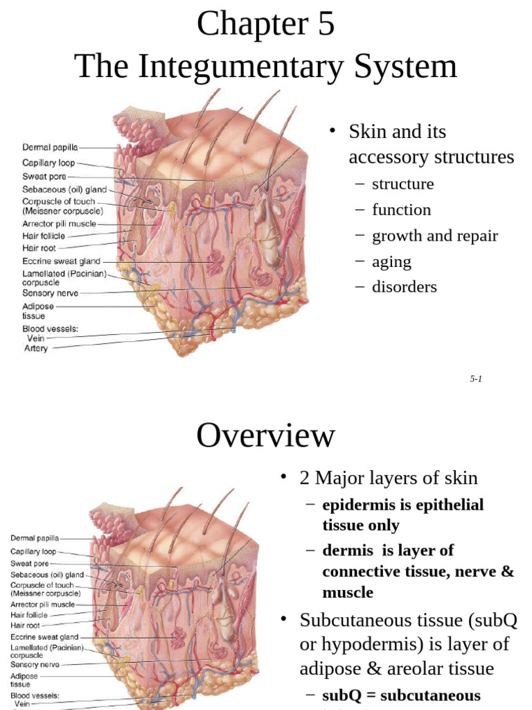Integumentary System Overview and Functions | PDF | Skin | Epidermis