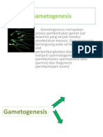 gametogenesis presentasi