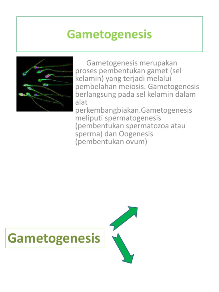 Gametogenesis Presentasi