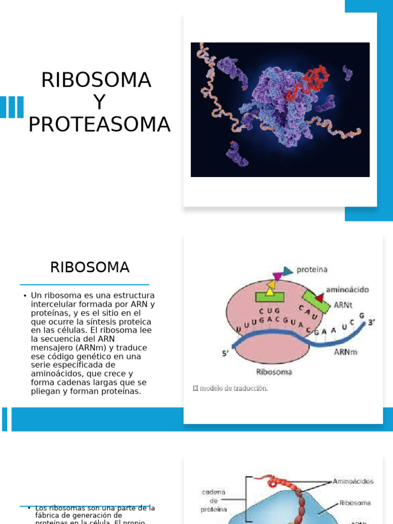 Ribosomas y proteasomas en células | PDF | Ribosoma | Traducción (biología)