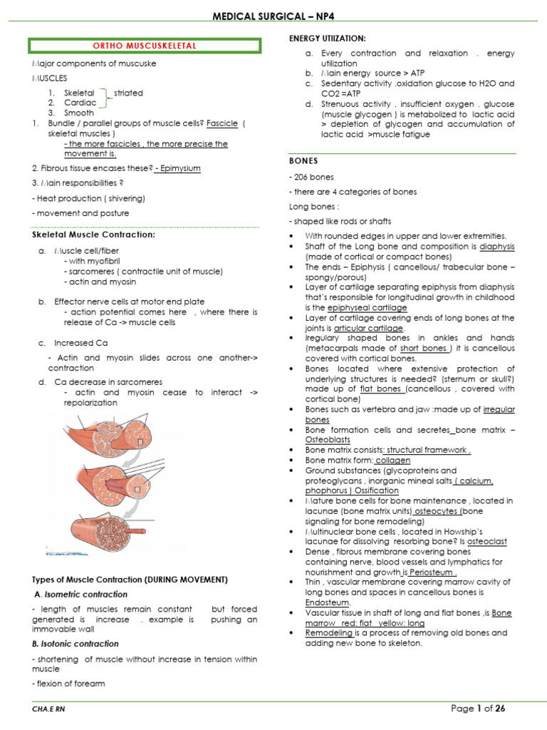 Musculoskeletal System Overview and Care | PDF | Gout | Bone