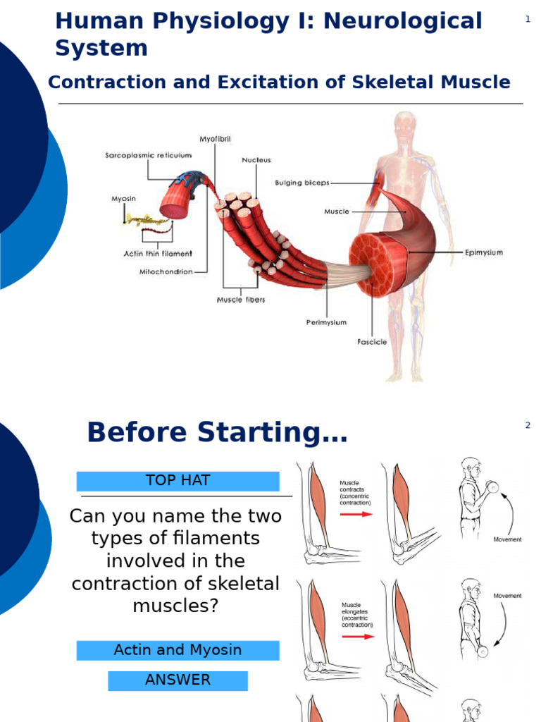 Skeletal Muscle Contraction Explained | PDF | Muscle Contraction ...