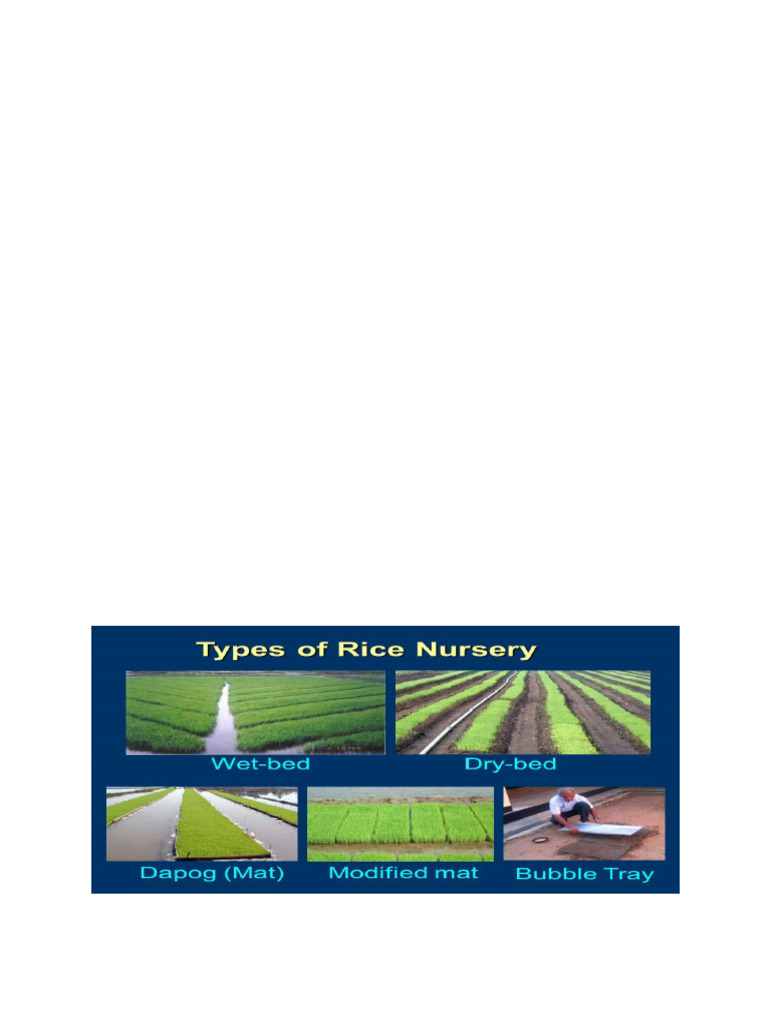Rice Nursery Preparation Methods | PDF | Seed | Plant Nursery