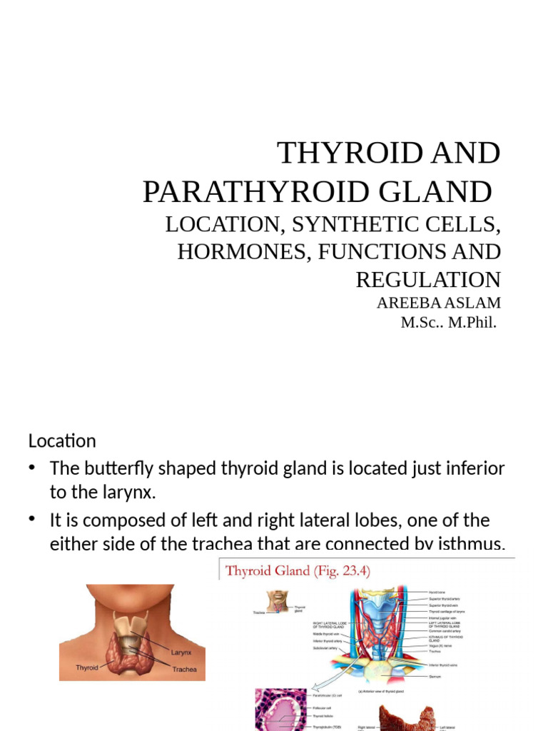 Thyroid and Parathyroid Glands Overview | PDF | Thyroid | Parathyroid Gland