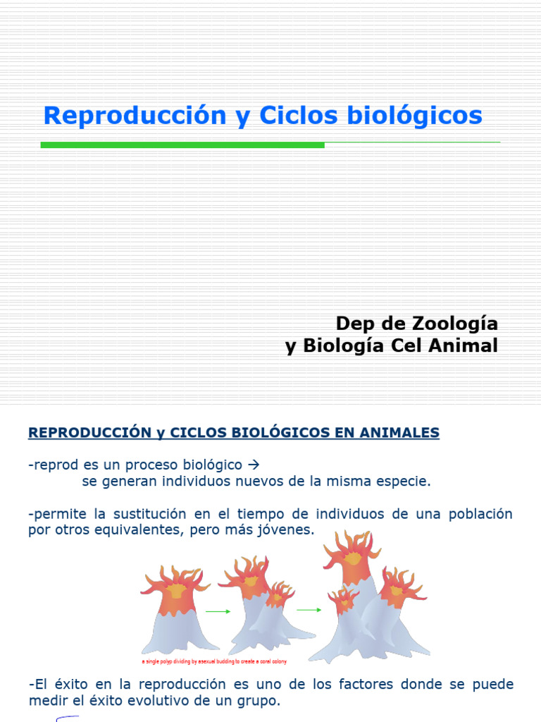 Reproducción y Ciclos Biológicos en Animales | PDF | Mitosis ...