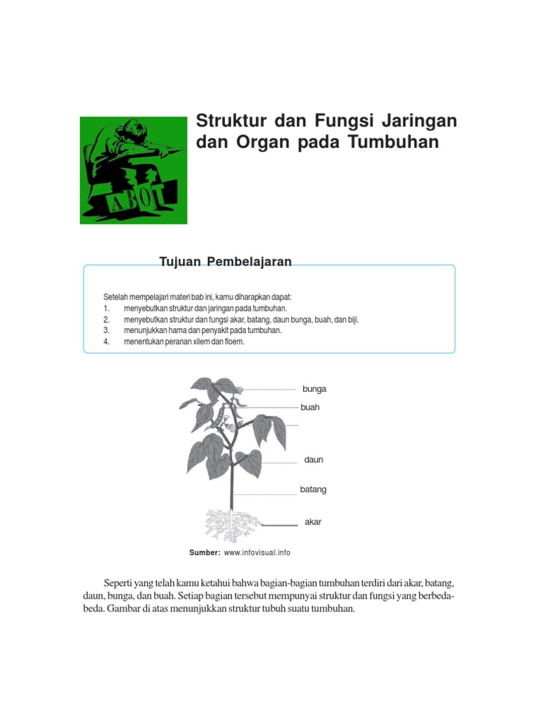 Struktur Dan Fungsi Jaringan Dan Organ Pada Tumbuhan Pdf