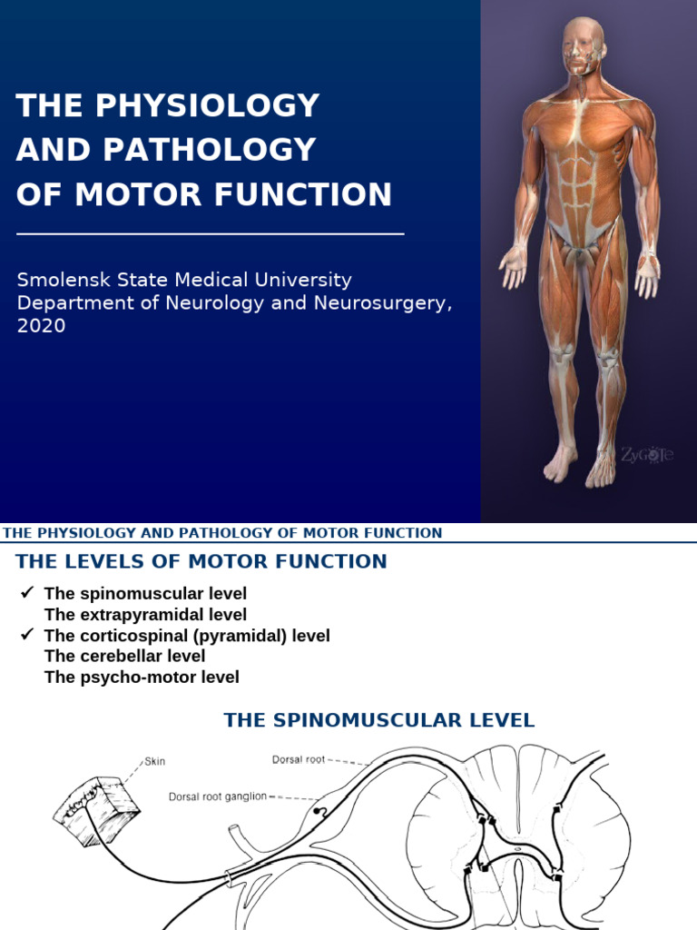 Motor Function Physiology and Pathology | PDF | Motor Neuron | Skeletal ...