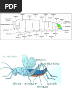Cockroach Body Segmentation Overview | PDF