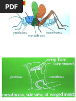 Thoracic Segmentation and Skeleton in Insects | PDF | Thorax ...