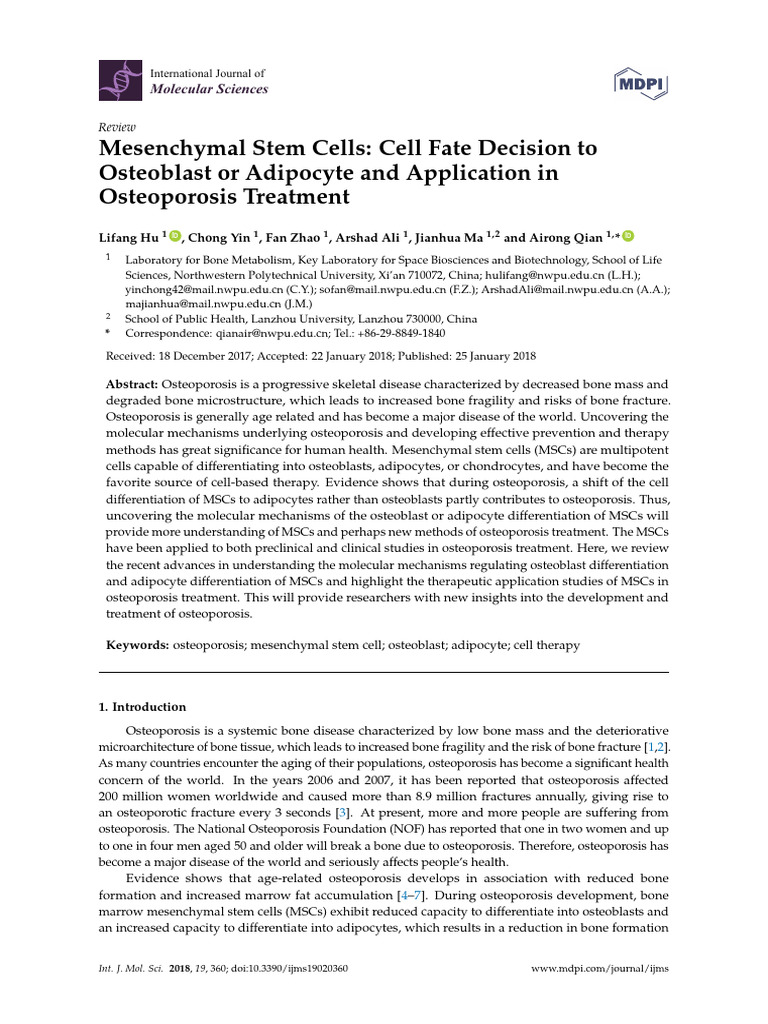 Mesenchymal Stem Cells - Cell Fate Decision To Osteoblast or Adipocyte ...