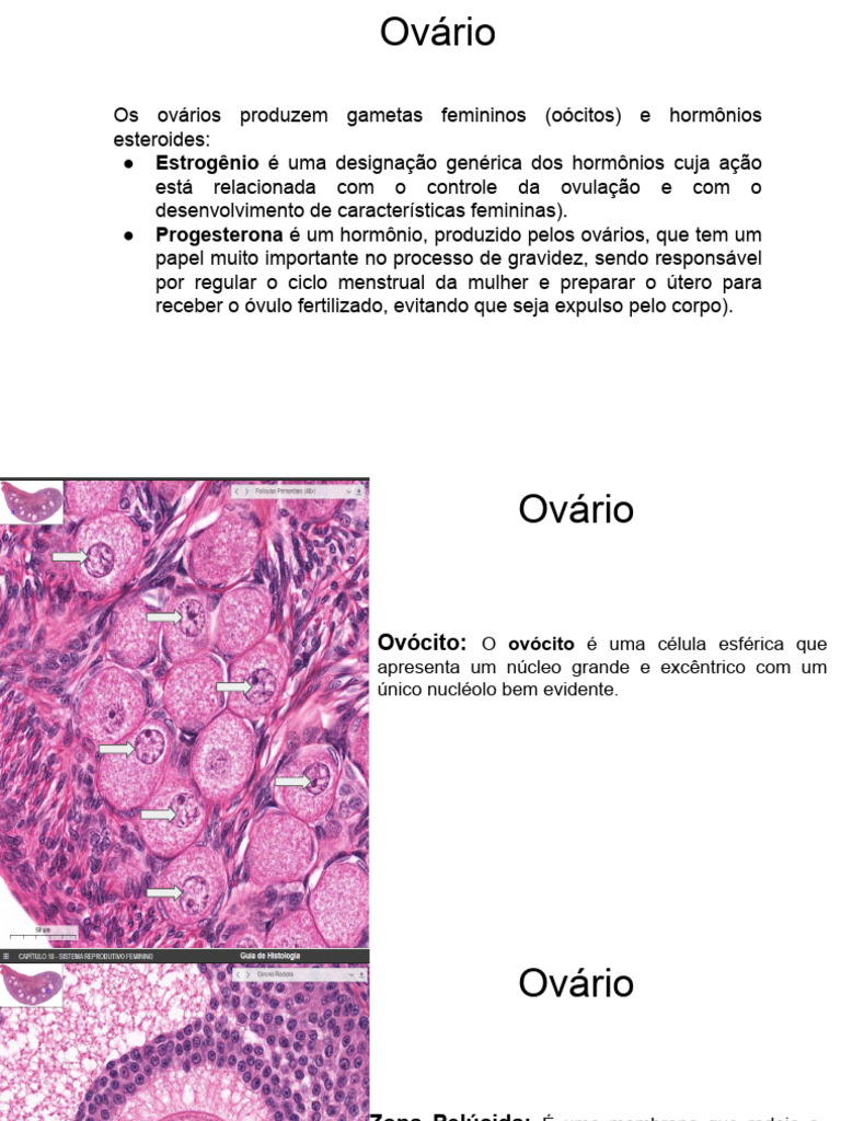 Estrutura e Função dos Ovários Femininos | PDF | Ovário | Reprodução