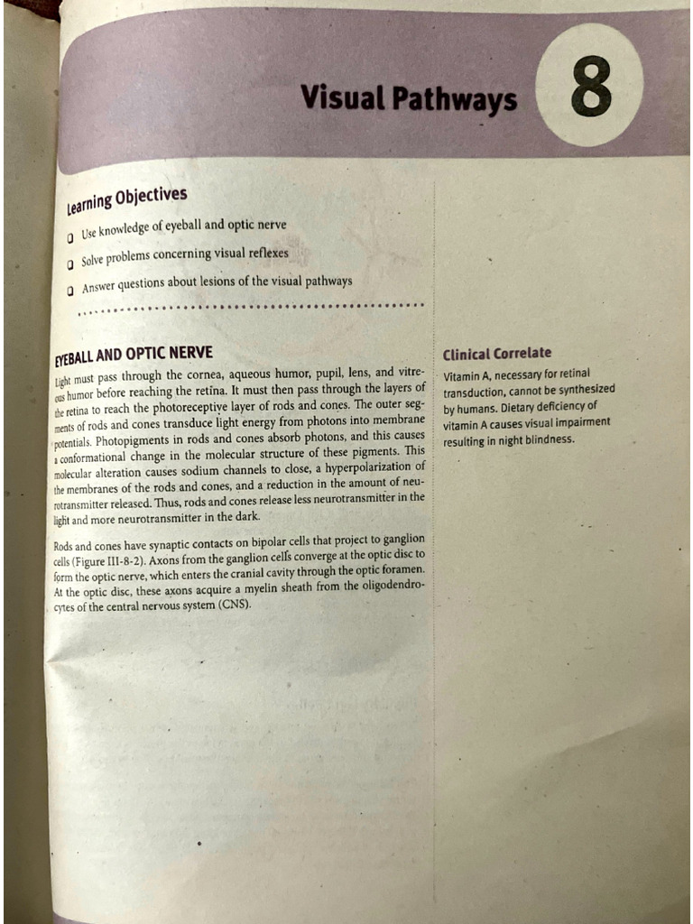 Visual Pathways 2 | PDF