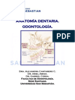 Anatomía dental completa