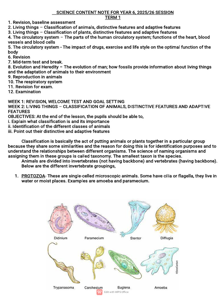 Year 6 Science Curriculum Overview 2025/26 | PDF | Reproductive System ...