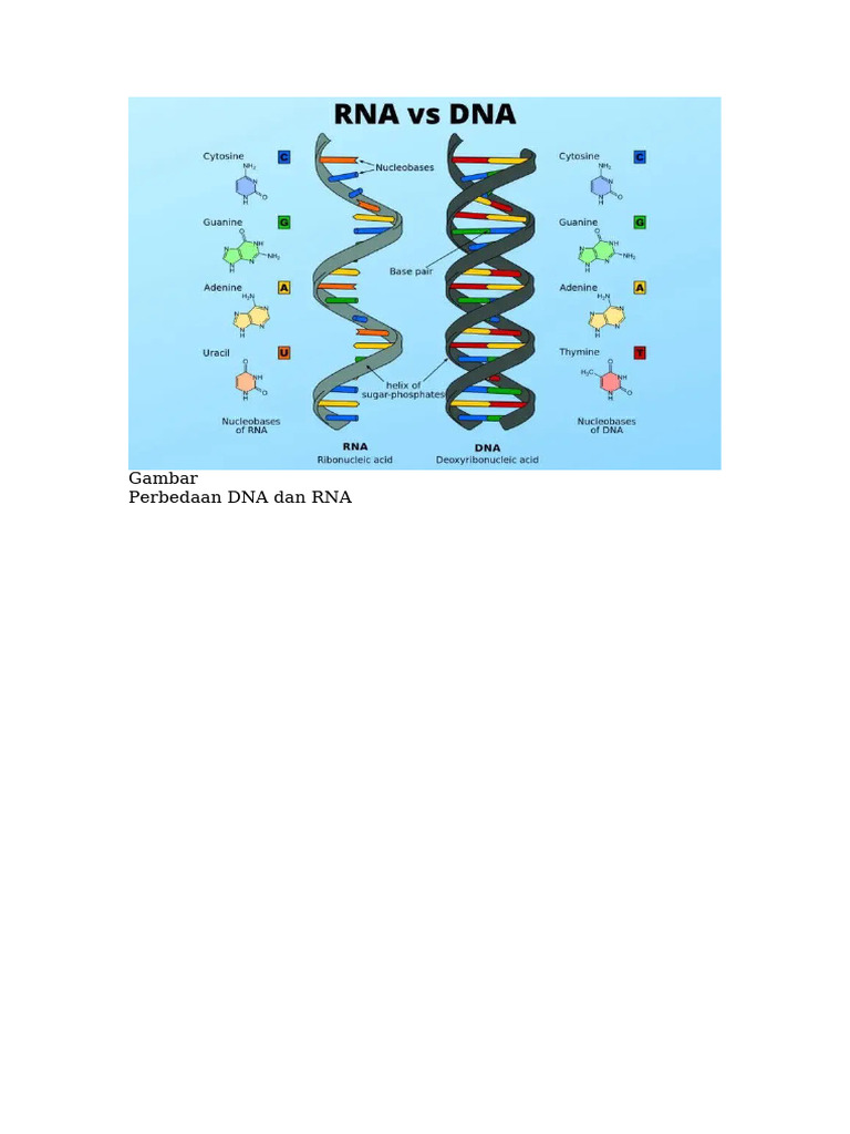 Gambar Perbedaan DNA Dan RNA | PDF