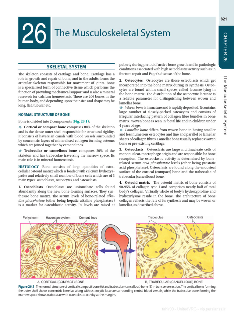 Overview of the Musculoskeletal System | PDF | Bone | Osteoblast
