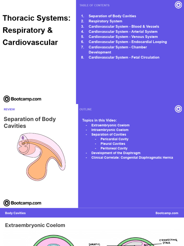 Body Cavities and Thoracic Systems Overview | PDF | Respiratory Tract ...