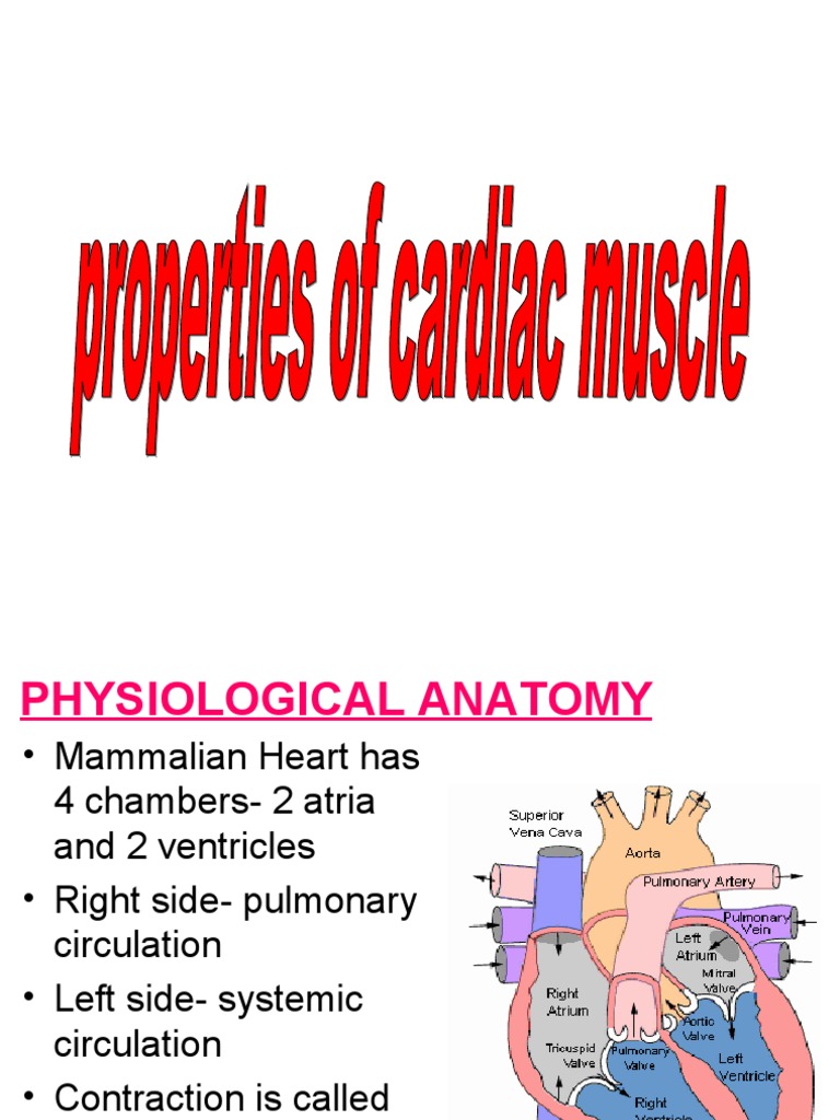 Properties of Cardiac Muscle and Conducting Systems | PDF | Atrium ...