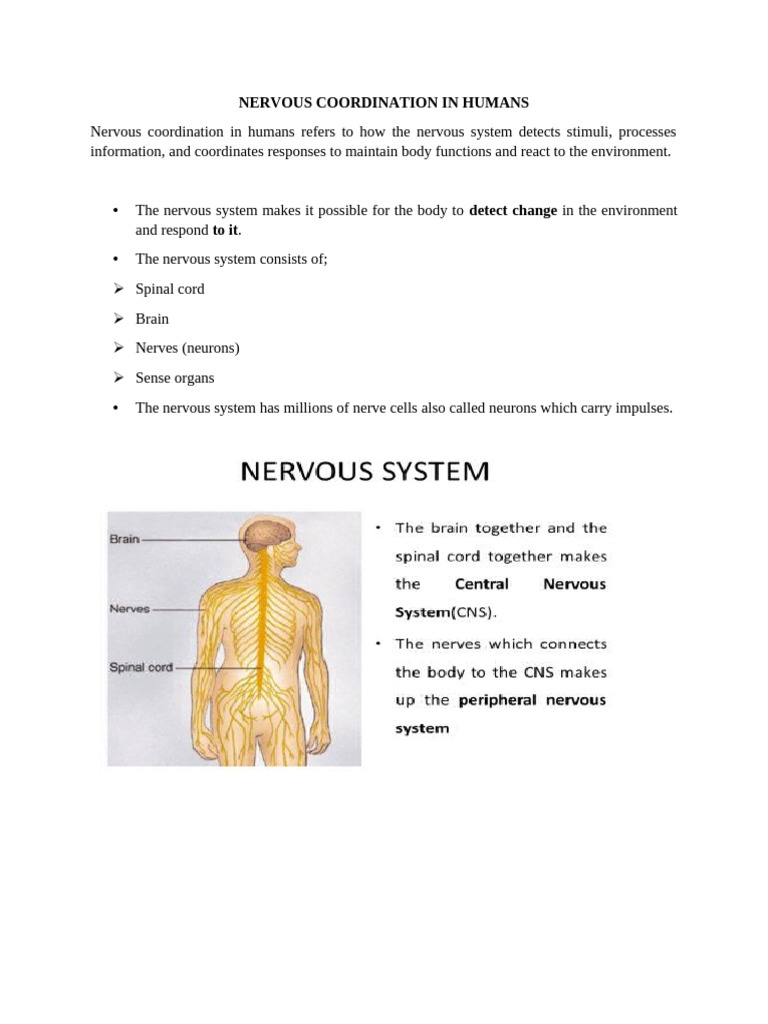 Human Nervous System Coordination Explained | PDF | Chemical Synapse ...