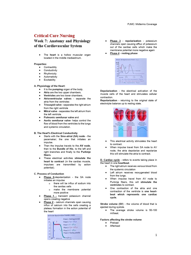 Cardiovascular System Anatomy & Physiology | PDF | Heart | Ventricle ...
