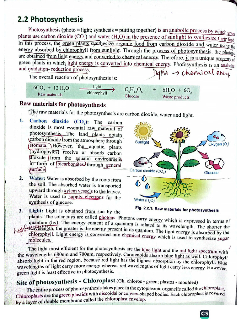 Photosynthesis | PDF