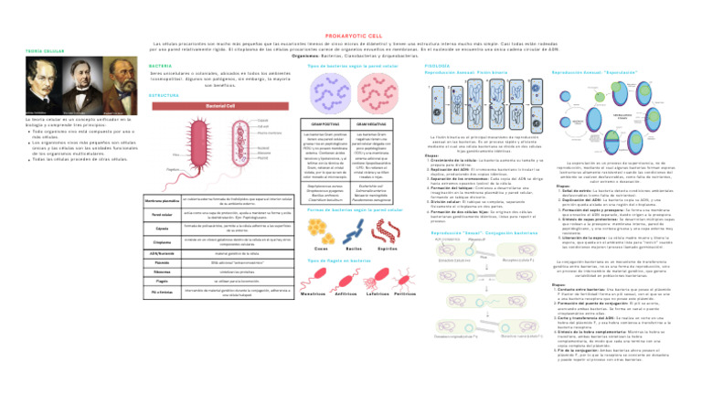 Copia de Célula Procariota | PDF | Las bacterias | Biología Celular)