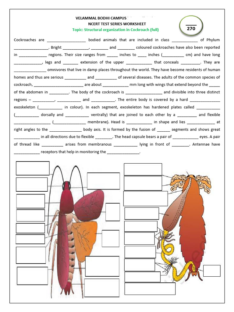 Cockroach 250925 120932 | PDF | Sex Organ | Zoology