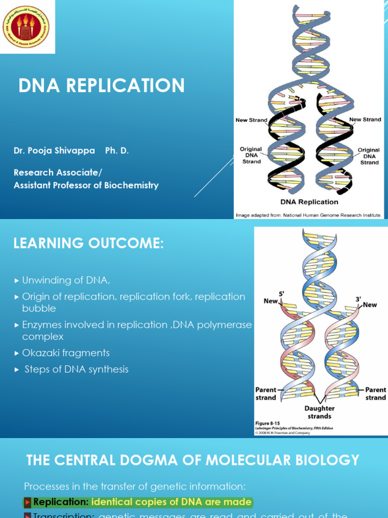 DNA Replication Process Explained | PDF | Dna Replication | Dna