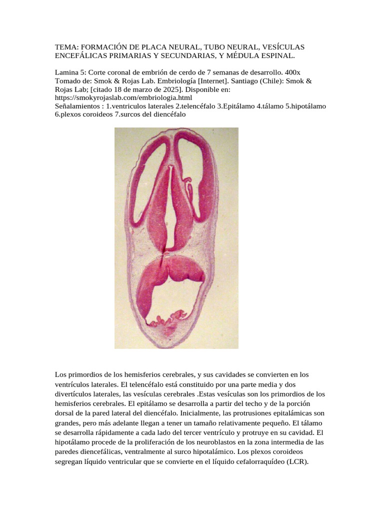 Embrio 2 | PDF