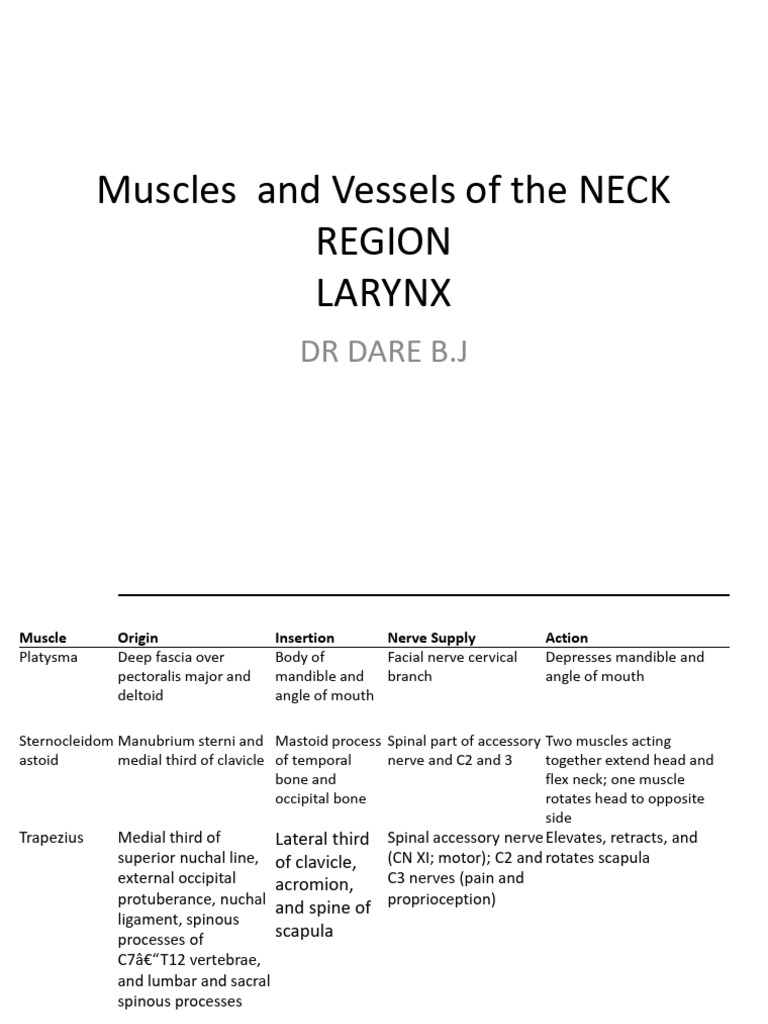 Neck Muscles and Vessels Overview | PDF | Larynx | Common Carotid Artery