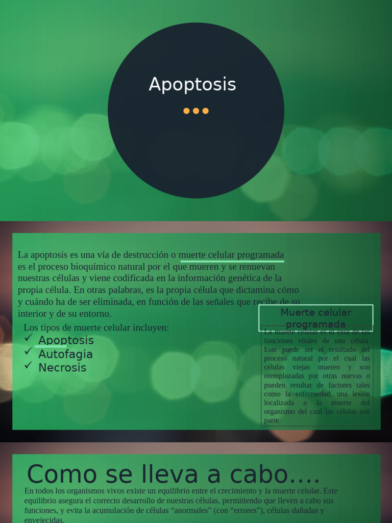 Apoptosis: Muerte Celular Programada | PDF | Apoptosis | Biología Celular