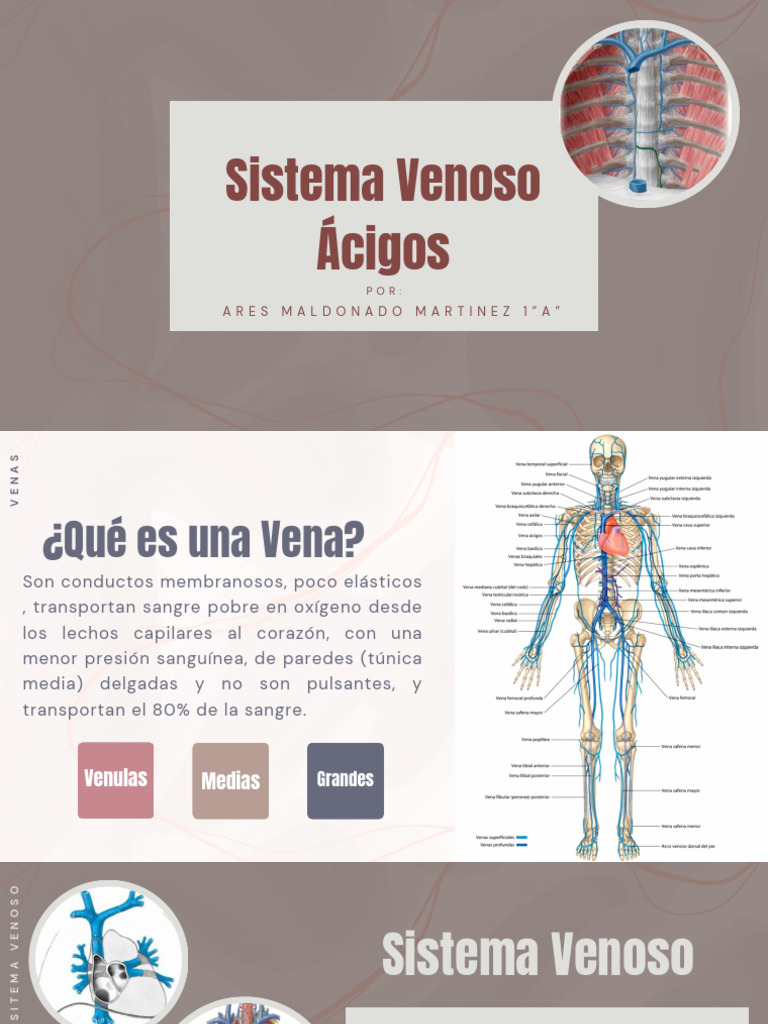 Sistema Venoso Ácigos y Hemiácigos | PDF | Vena | Especialidades Medicas