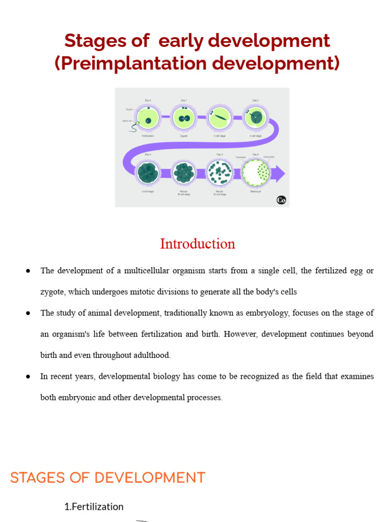 Early Stages of Embryonic Development | PDF | Fertilisation | Cell Membrane