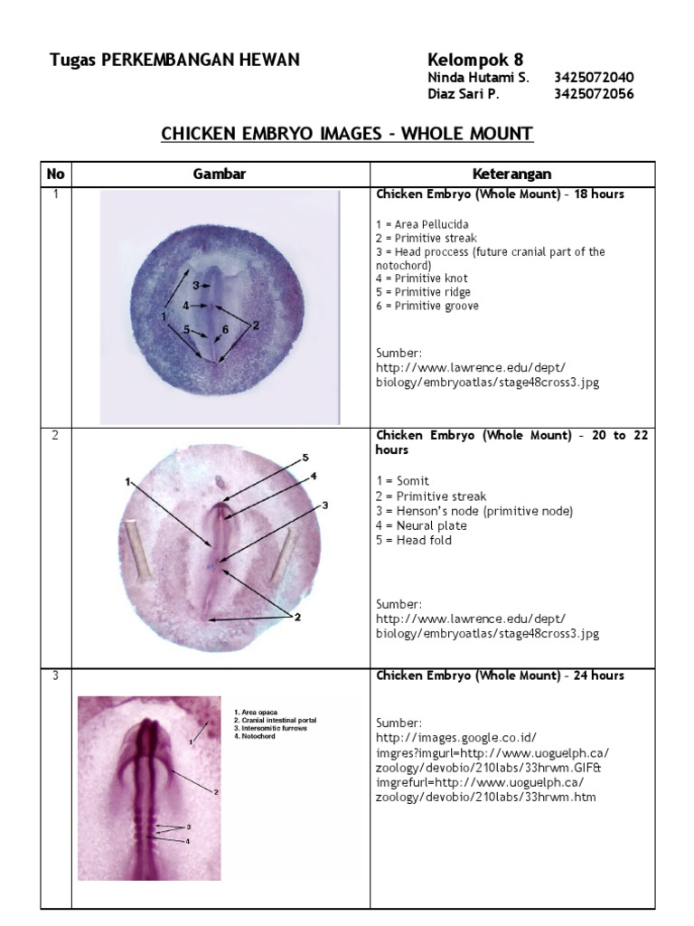 Chick Embryo WM Yolk Zoology