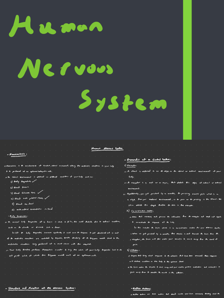 Human Nervous System (1) - 251011 - 175243 | PDF | Motor Neuron | Neuron