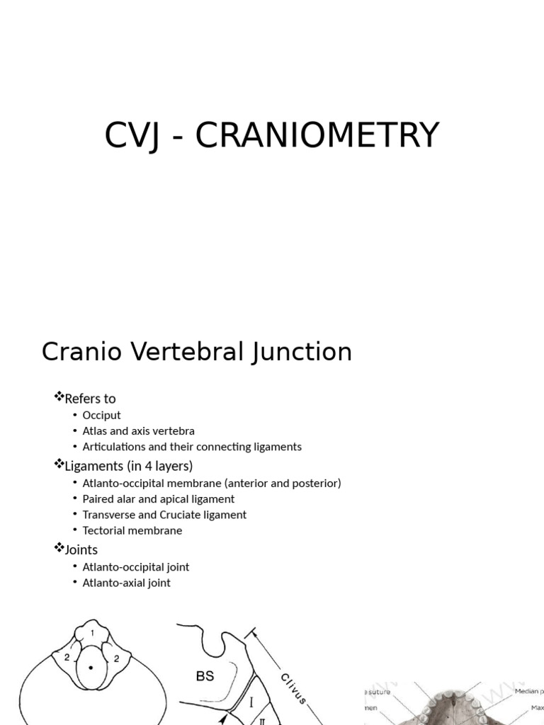 CVJ Anatomy and Anomaly Classification | PDF | Musculoskeletal System ...