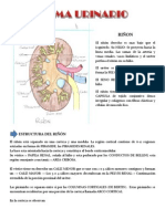 Estructura y función del riñón