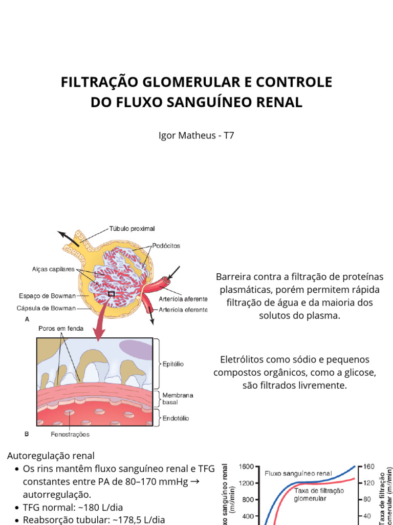 Filtração Glomerular | PDF | Rim | Especialidades médicas