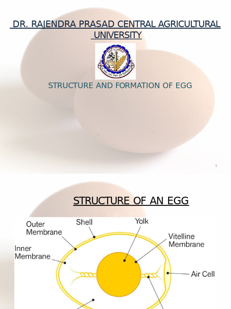 Structure and Formation of An Egg) | PDF | Yolk | Egg
