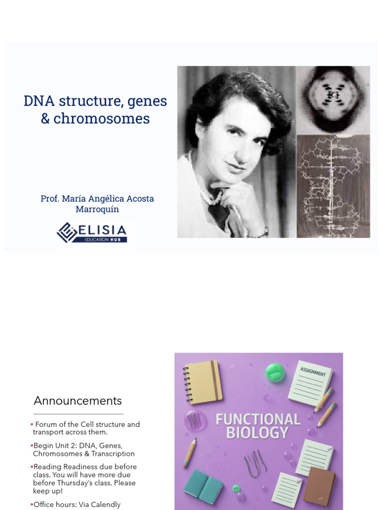 DNA Structure and Chromosome Basics | PDF | Nucleotides | Dna